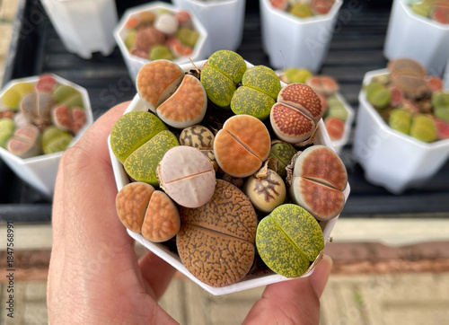 Close-up of colorful lithops living stone succulents in a small pot, unique desert plants with stone-like texture displayed in a nursery setting.
