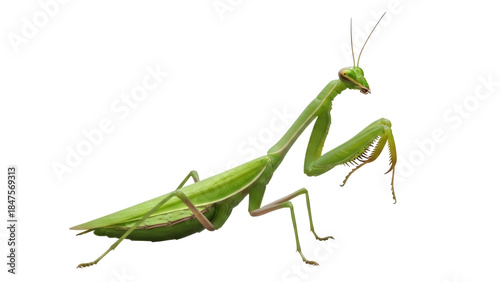 Isolated mantis insect green predator ready to strike with arms outstretched to catch prey