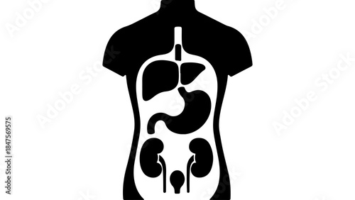 Human anatomy outline with transparent background