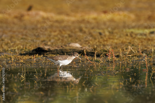 Solitary Sandpiper Foraging in Shallow Water Wetland