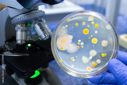 Studying bacterial diversity in a petri dish using an electric microscope magnification in the background.
