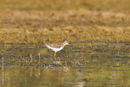 Solitary Sandpiper Walking Through Shallow Marsh Water