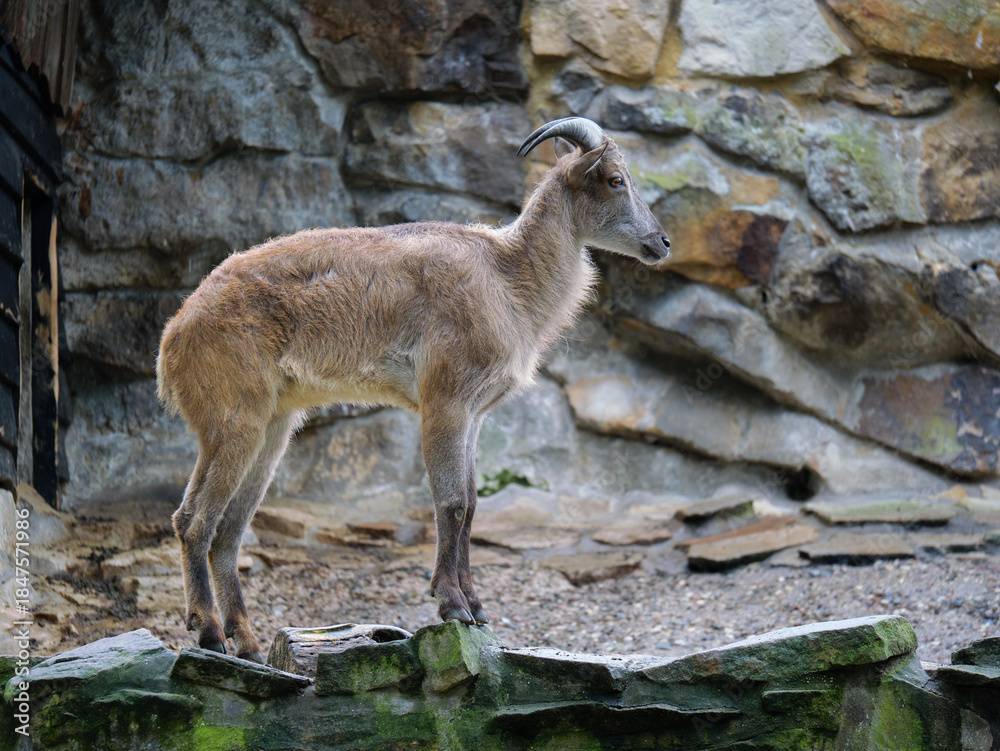 Naklejka premium Young Himalayan Tahr Standing On Mossy Rock Against Stone Wall