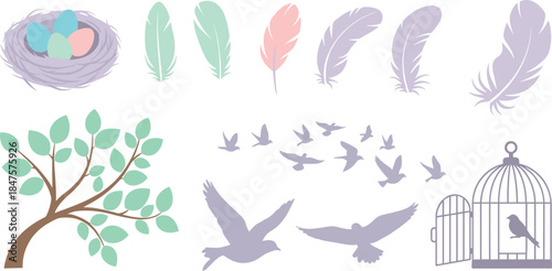 Illustrations of birds and feathers