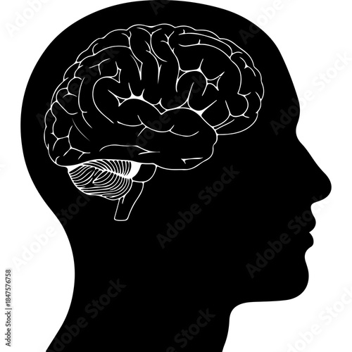 Human head silhouette with brain with transparent background