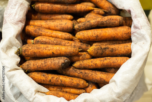 Carrots harvest in white bag