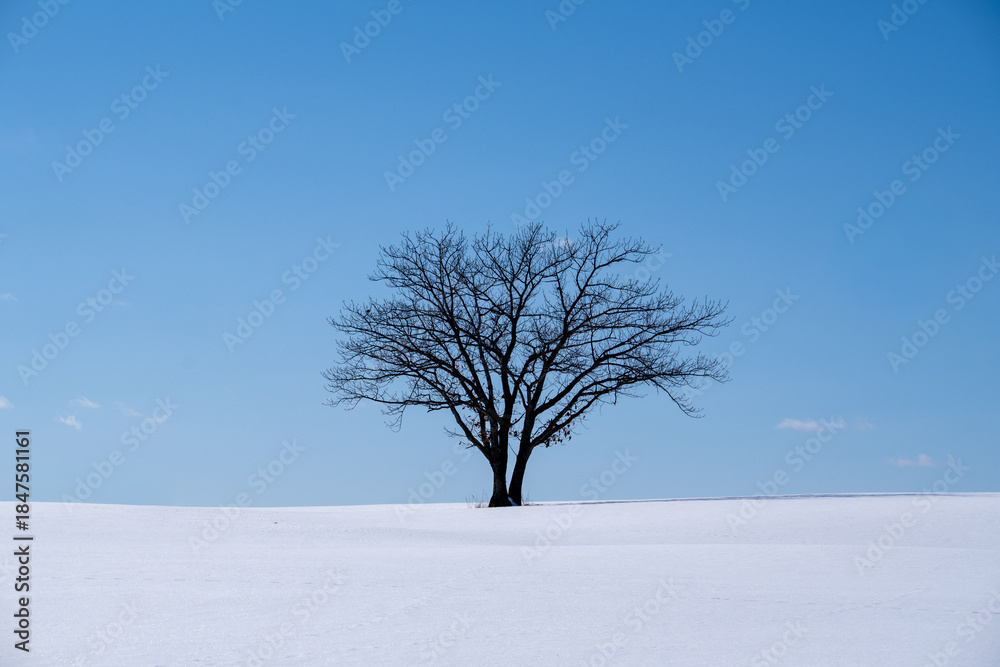 Fototapeta premium A single tree standing in a snowy field