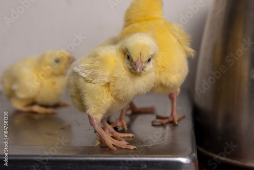 Obraz na plátně chickens on a metal board for weighing poultry, a large number of chickens in th