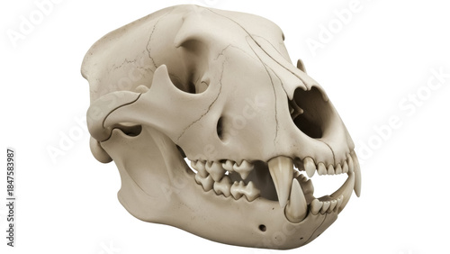 Fotografia Isolated canine skull displaying anatomy features for education or science illus