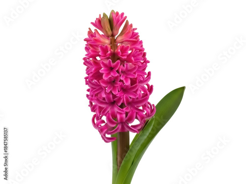 Tableau sur toile Isolated Pink Hyacinth Flower Blossom, Spring Bulb Plant, Fragrant Single Flower