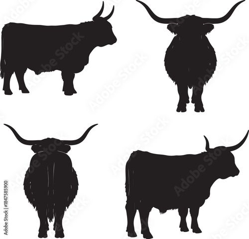 Four black silhouette of a Highland cow shown from different angles including side front back and three-quarter views with long horns and shaggy fur detail also transparent background