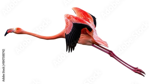 Isolated Flamingo in Flight with Wings Extended, a Graceful and Vibrant Tropical Bird