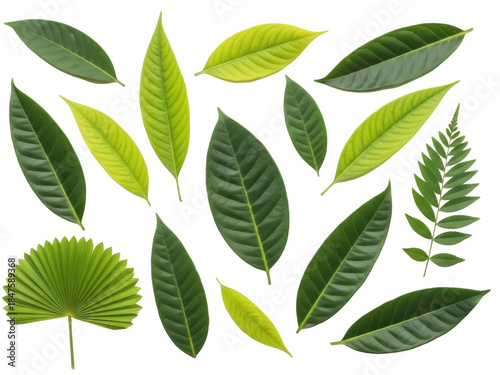 Isolated Green Tropical Leaves Assortment Botanical Elements Nature Flora Lush Foliage