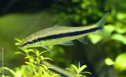 Siamese algae eater