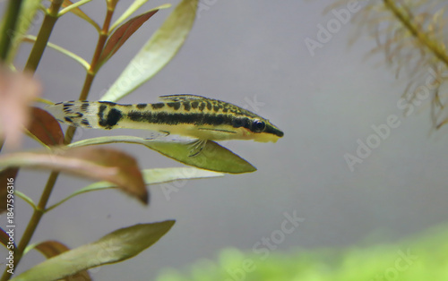 Otocinclus in planted aquarium