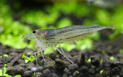 Canvas Print Yamato shrimp
