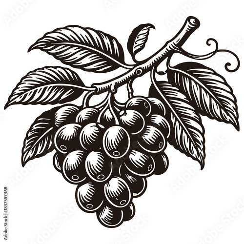 coffee beans ripening on a leafy branch.