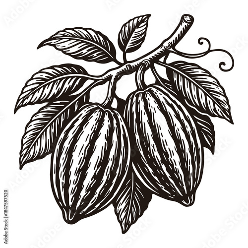 Ripe cocoa pods growing on a branch with detailed leaves.