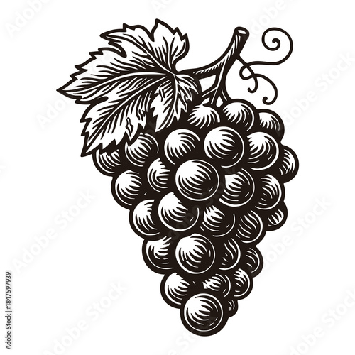 hand drawn grapes with a detailed vine leaf.