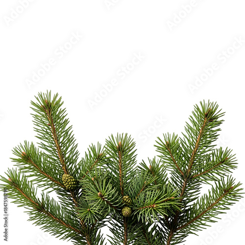 Pine tree branches with cones on white background