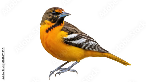 Isolated Baltimore Oriole with orange breast plumage is perched in plain view, full body
