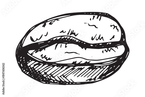 Hand drawn fresh roasted coffee bean Arabica robusta seed doodle Single element for print, web, design, decor