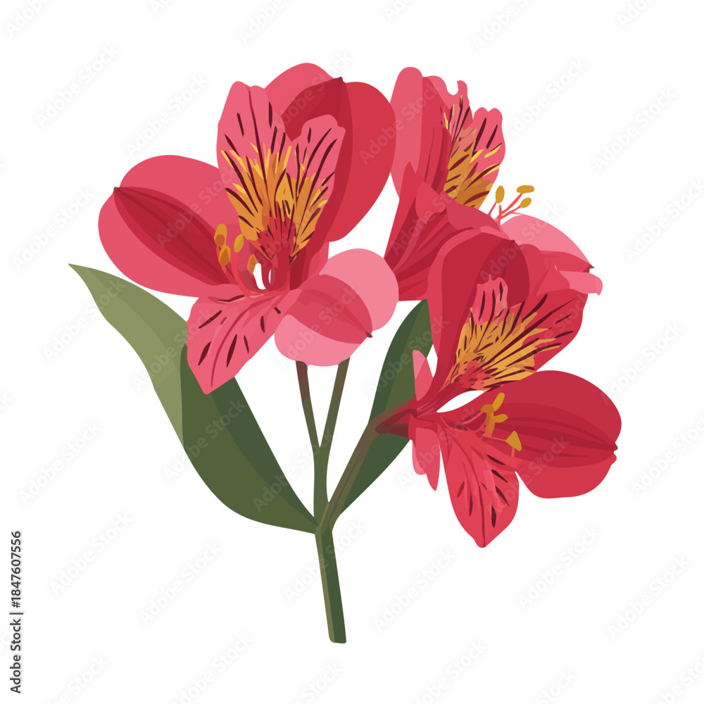 Obraz premium 2D flat vector illustration of Alstroemeria, clean and minimal icon style, isolated on white background.