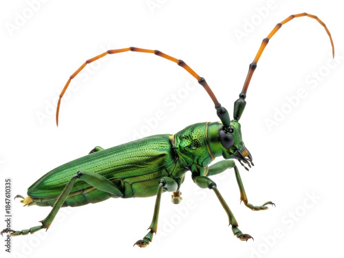 Photos Isolated Metallic Green Longhorn Beetle with Antennae Curving Upward, Insect Mac
