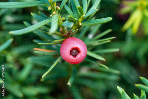 Fotografi Macro of red yew tree fruit with green leaves in background
