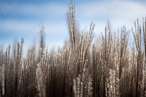 Quadro em tela Miscanthus sinensis grass decorative seeds with fine structures as macro backgro