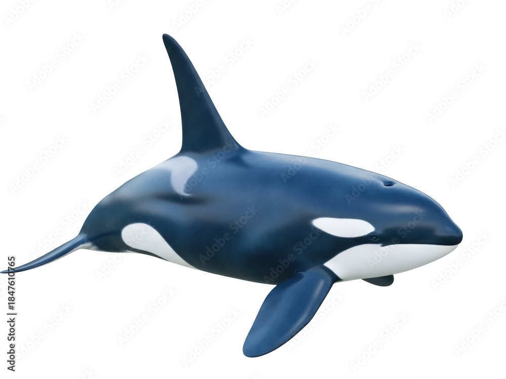 Fototapeta premium Isolated Killer Whale swimming, an Orca on the ocean, with an open fin and a big dorsal fin