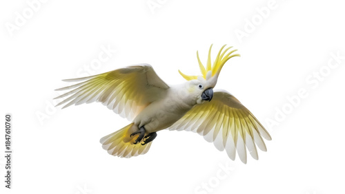 Photos Isolated Sulphur-crested cockatoo flying, large white parrot with yellow crest i