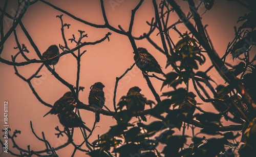 Photos Songbirds silhouetted against the setting sun roosting in a tree image for backg