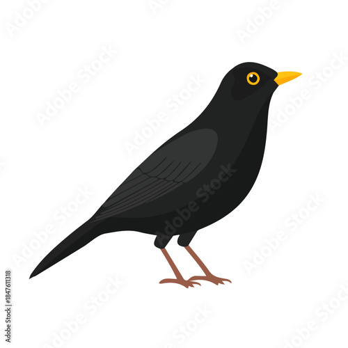 Blackbird, modern 2D flat vector illustration in icon style, isolated on pure white background.
