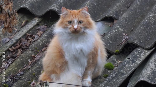 Fluffy orange and white cat sitting on a weathered rooftop, surrounded by dry leaves and moss, showcasing a serene outdoor environment with natural textures