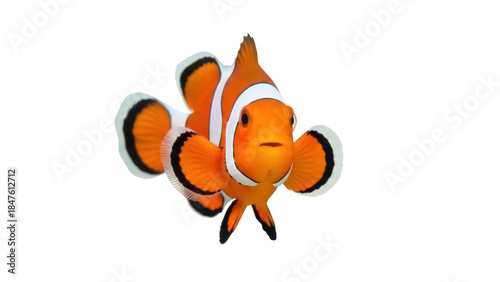 Isolated clownfish swims toward viewer, vibrant orange, white stripes, black tips, tropical fish