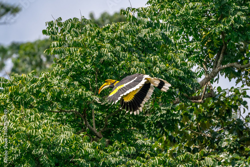The bill and large hump are yellow. The face is black. The throat is white or yellowish-white. The body is black. The wings are black with a wide yellow stripe running down the middle of the wings.