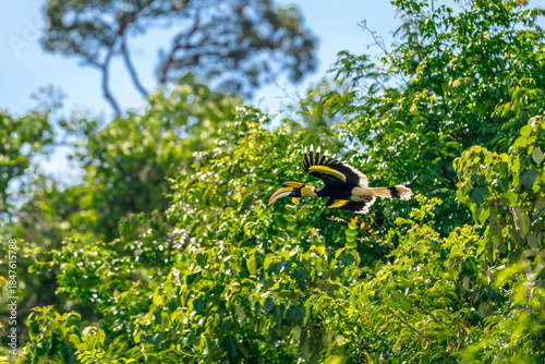 The bill and large hump are yellow. The face is black. The throat is white or yellowish-white. The body is black. The wings are black with a wide yellow stripe running down the middle of the wings.