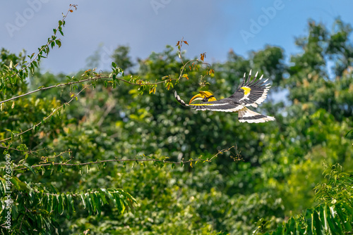 The bill and large hump are yellow. The face is black. The throat is white or yellowish-white. The body is black. The wings are black with a wide yellow stripe running down the middle of the wings.