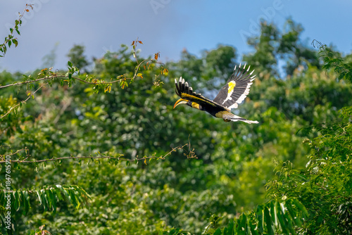 The bill and large hump are yellow. The face is black. The throat is white or yellowish-white. The body is black. The wings are black with a wide yellow stripe running down the middle of the wings.