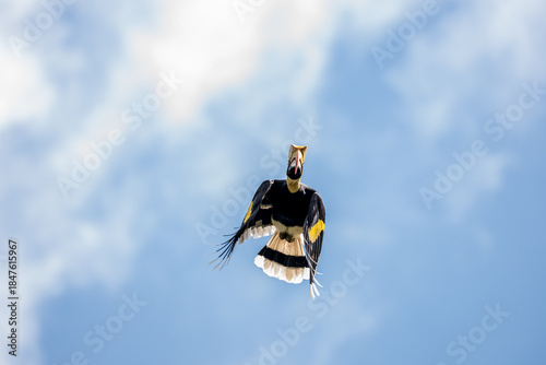 The bill and large hump are yellow. The face is black. The throat is white or yellowish-white. The body is black. The wings are black with a wide yellow stripe running down the middle of the wings.