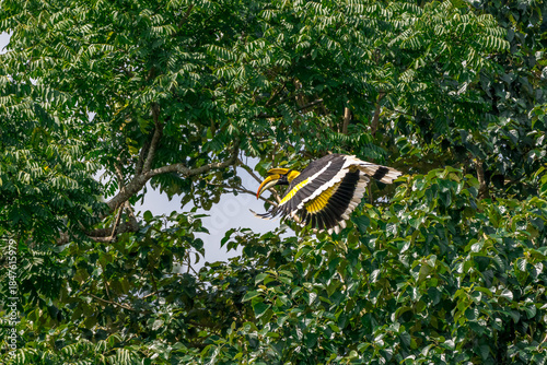 The bill and large hump are yellow. The face is black. The throat is white or yellowish-white. The body is black. The wings are black with a wide yellow stripe running down the middle of the wings.