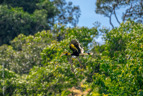 The bill and large hump are yellow. The face is black. The throat is white or yellowish-white. The body is black. The wings are black with a wide yellow stripe running down the middle of the wings.