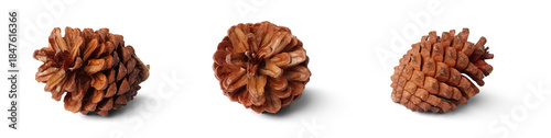 Konstfotografi Set of brown pine cones PNG no background