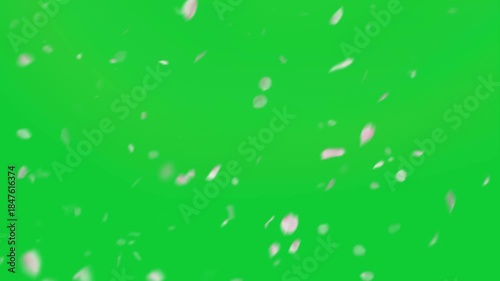 Soft Flower Petals Falling on Green Screen (Chroma Key)