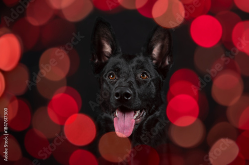 Portret czarny owczarek niemiecki, światełka, święta