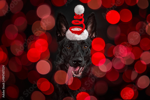 Czarny owczarek niemiecki w czapce Mikołaja wśród czerwonych światełek choinkowych