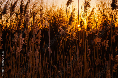 Reeds and rushes in the sunset