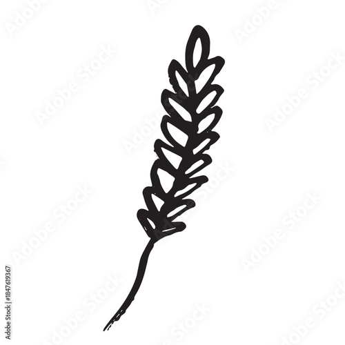 Hand drawn cereal wheat oat rye barley rice ears spikelet clipart Organic wheat bread agriculture farming harvest healthy food Single element for print packaging label design decor