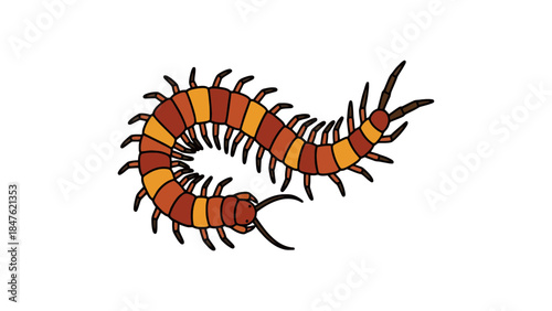 Colorful centipede crawling on white background